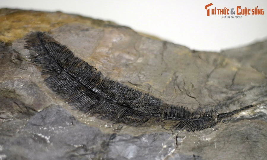 Dấu tích khu rừng 200 triệu tuổi từng bao phủ một phần Việt Nam