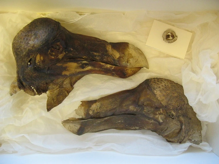 Sốc nặng với loài chim tuyệt chủng chóng vánh vì quá đần độn