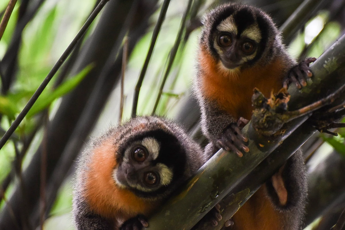 Top loài khỉ kỳ lạ chỉ có ở châu Mỹ: Một loài đầu trọc lốc