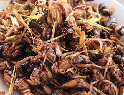 Đặc sản dế Thái khiến dân nhậu Việt phát cuồng