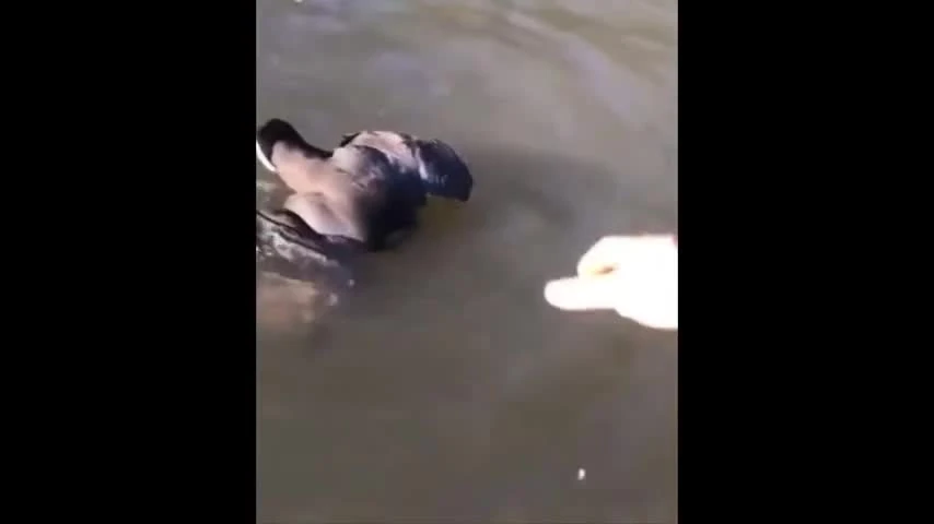 Clip: Sửng sốt cảnh ếch xanh cố gắng ăn thịt chim