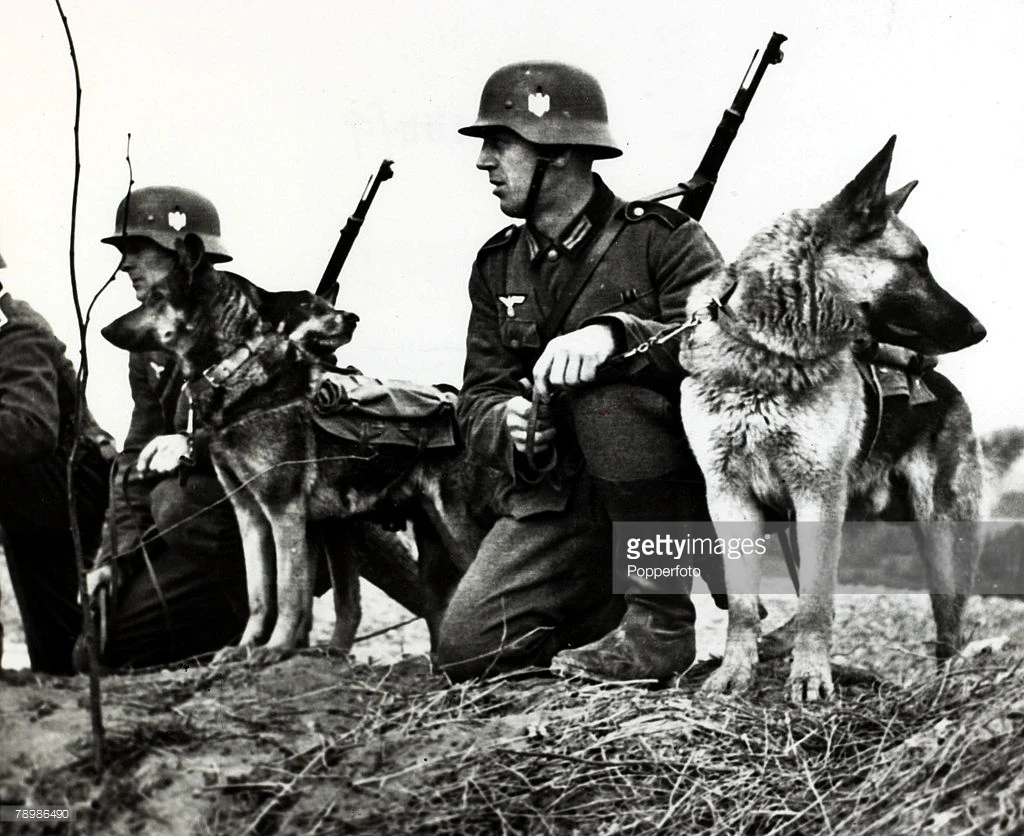 Ít ai ngờ, chó được giao nhiệm vụ khắc nghiệt này trong Thế chiến II 