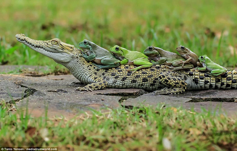 Phì cười cảnh đàn ếch xanh chồm hỗm trên mình cá sấu