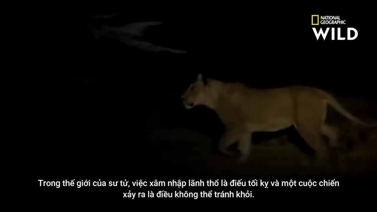 Video: Sư tử bỏ mạng, bị linh cẩu xé xác