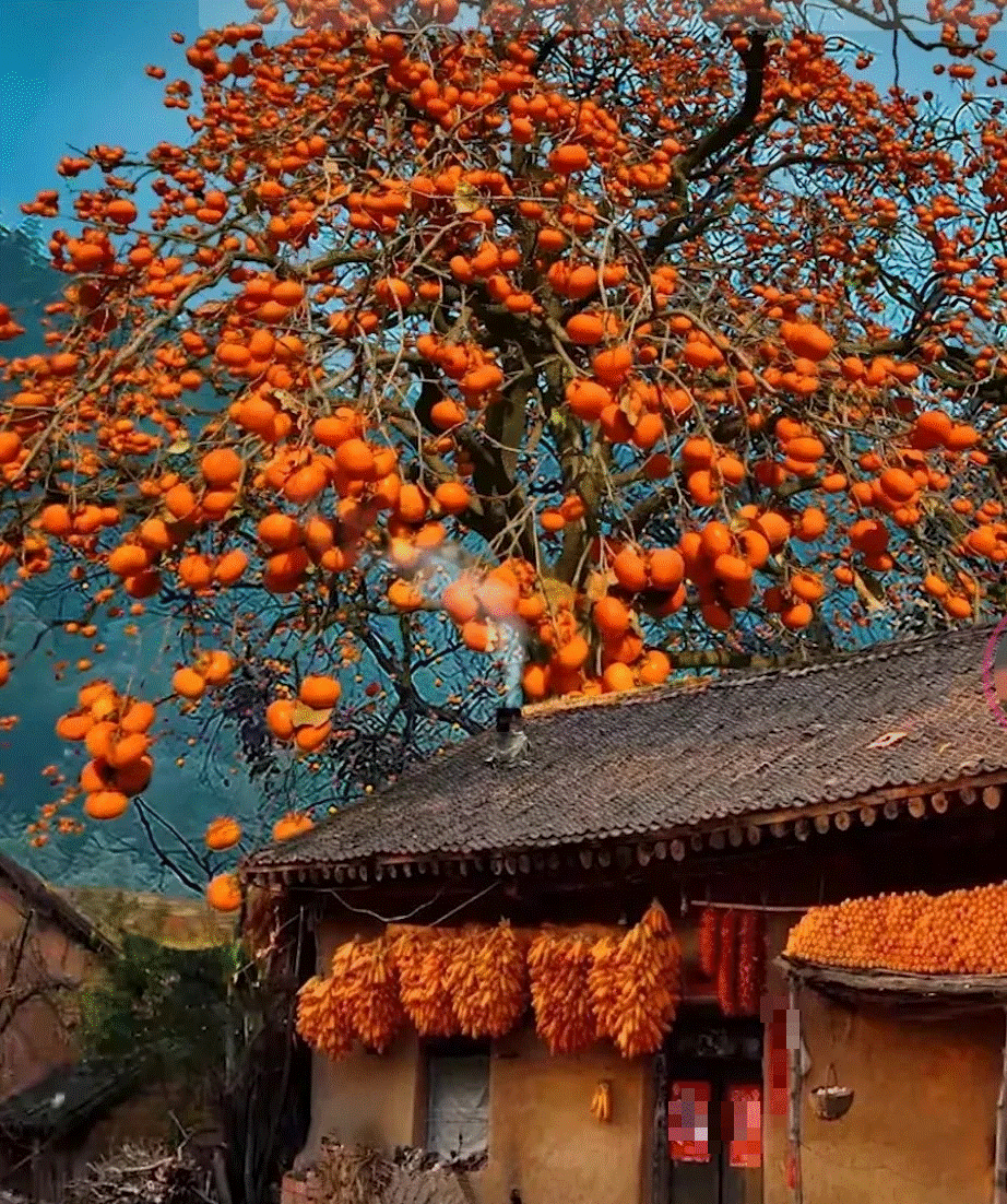  Trong phong thủy, “quả hồng” tượng trưng cho cuộc đời và có thể tặng cho người thân yêu để bày tỏ mong muốn được ở bên người ấy mãi mãi và cùng nhau già đi. “Vỏ đỏ” tượng trưng cho sự thịnh vượng nên ý nghĩa của cây hồng là cuộc sống sung túc.