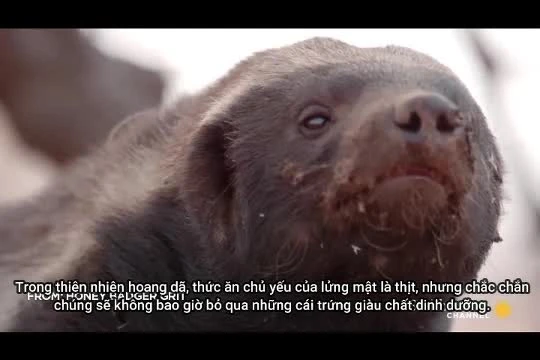 Lửng mật 'chật vật' đập trứng đà điểu