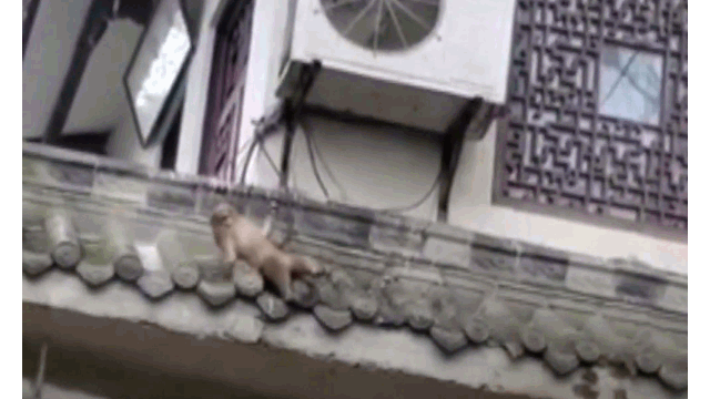 Video: Khỉ liều chết trèo lên mái nhà cứu bạn bị điện giật và cái kết Video: Khi lieu chet treo len mai nha cuu ban bi dien giat va cai ket