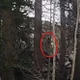 Video nghi Bigfoot gây chấn động, dân mạng rần rần truy dấu