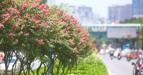 Đường hoa tường vi nở rộ, khoe sắc giữa phố Hà Nội