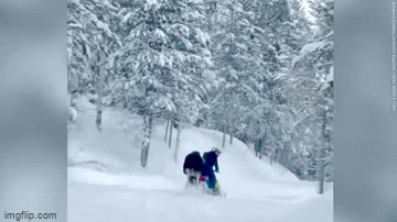 Video: Người trượt tuyết thoát chết khi bị nai sừng tấm tấn công Video: Nguoi truot tuyet thoat chet khi bi nai sung tam tan cong