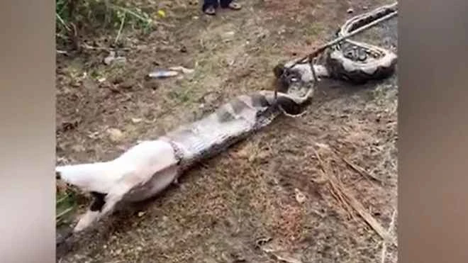 Bắt trăn gấm khổng lồ dài 6 m nuốt trọn dê cái ở Malaysia