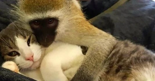 3 con giáp được quý nhân chỉ điểm, gặp thời vượng phát