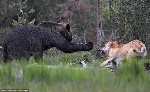 “Đại chiến” giành mồi của gấu nâu và bầy sói