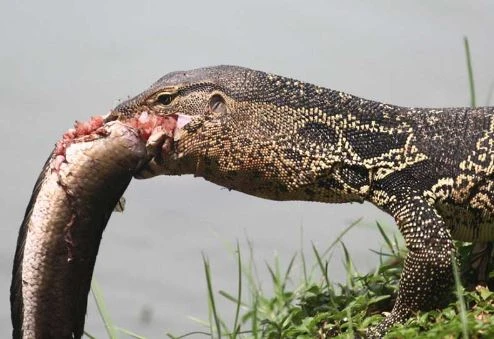 Kỳ đà "ngụp lặn" dưới nước săn cá lóc