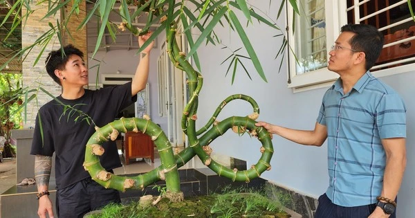 Phát hiện cây tre dáng độc lạ có một không hai ở Tây Nguyên