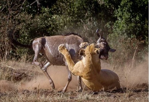 Cận cảnh linh dương đầu bò kịch chiến sư tử cái 