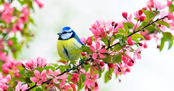 Tháng 2 Âm lịch, 4 con giáp kiếm bộn tiền, gặt hái vận may