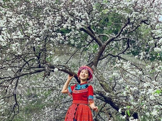 Thiếu nữ đua nhau đọ sắc bên hoa mận đẹp nao lòng
