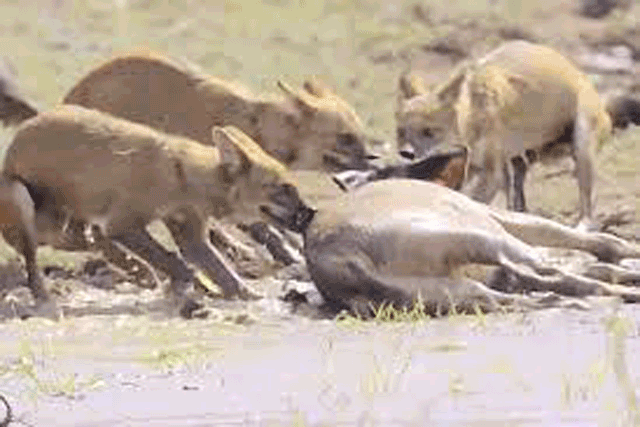 Nai tu chien kinh hoang voi cho hoang