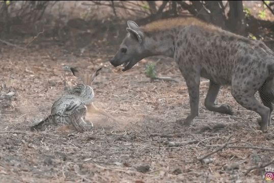 Bi dan cho hoang vay giet, linh duong van song sot than ki-Hinh-6