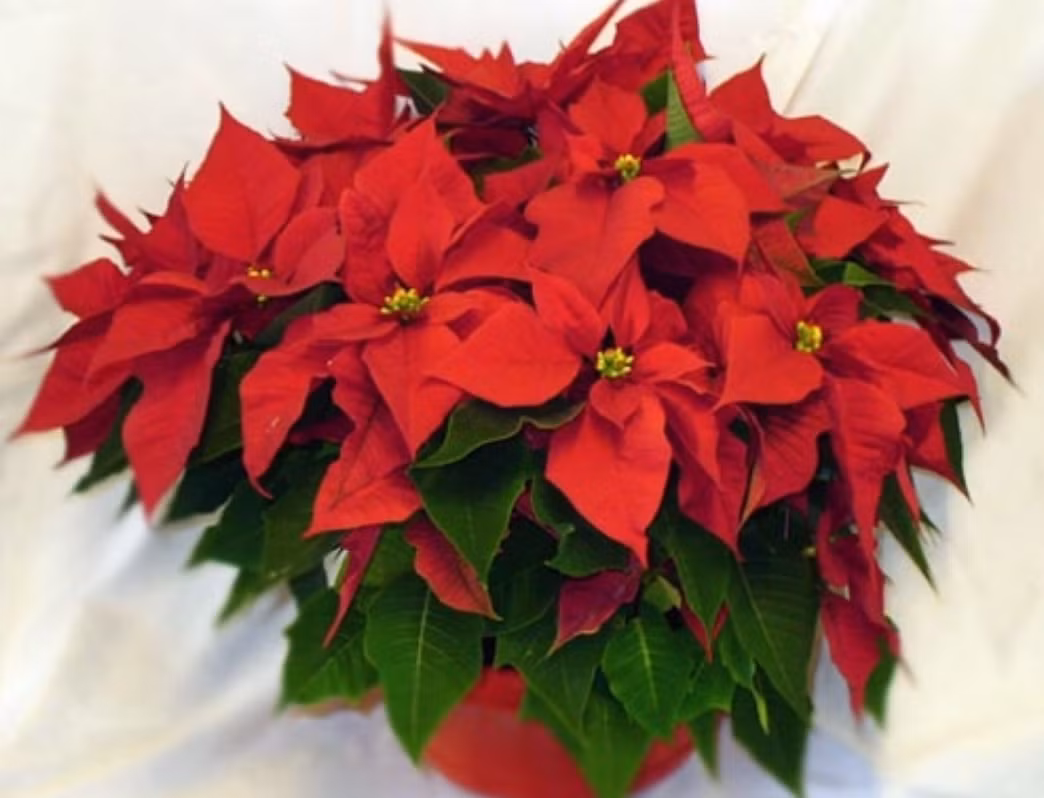 4 loài cây hợp với người mệnh Hỏa: Tích tài lộc, tỏa vượng khí, mang lại may mắn trong kinh doanh