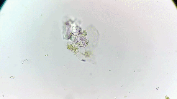 Nước trong viên hổ phách 99 triệu năm tuổi: Thấy gì dưới kính hiển vi? - Hình 4 Nuoc trong vien ho phach 99 trieu nam tuoi: Thay gi duoi kinh hien vi?-Hinh-4