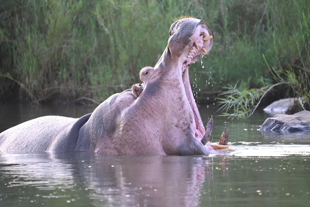 Hà mã ngáp để lộ hàm răng đáng sợ, rùa tắm nắng đáng yêu