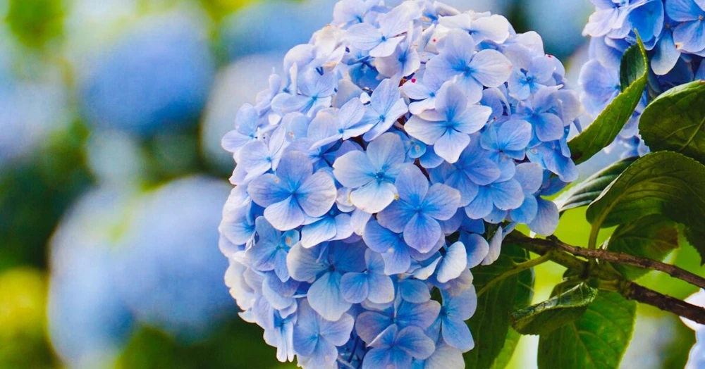 3 con giáp luôn gặp may mắn, càng về già, càng có phúc lộc