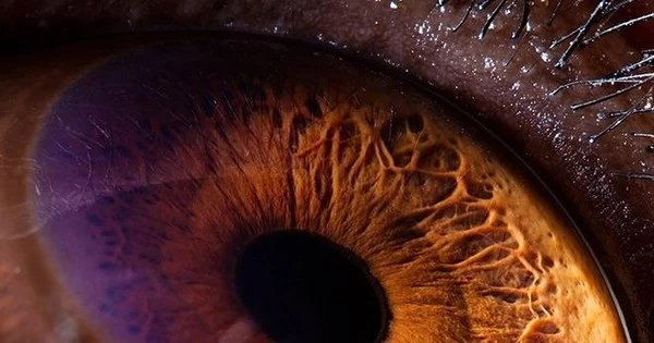 Ngắm nhìn vẻ đẹp kỳ lạ độc đáo trong đôi mắt của muôn thú