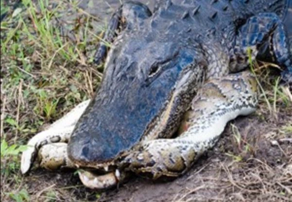 Cá sấu mõm ngắn “xơi tái” trăn khổng lồ