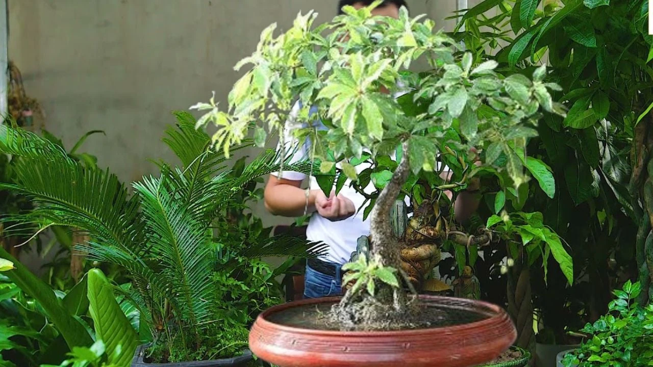 Đặt 3 cây này kề nhau trong nhà, phong thủy vững vàng, giàu có