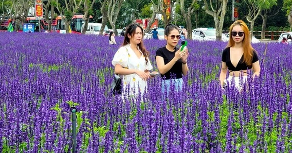 Cánh đồng hoa nữ hoàng xanh đẹp lung linh giữa lòng Đà Lạt