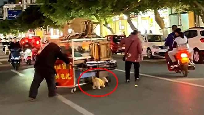 Chú chó giúp chủ kéo xe qua đường