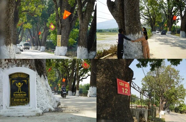 Hàng xà cừ cổ thụ trăm tuổi ở Thanh Hóa, cây cao nhất 40m