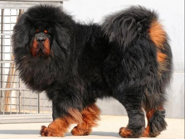 Top 10 loài chó có trọng lượng “khủng” nhất thế giới