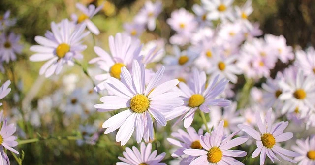 Đầu mùa hè, 4 con giáp cả tháng gặp may, đụng đâu cũng thấy tiền