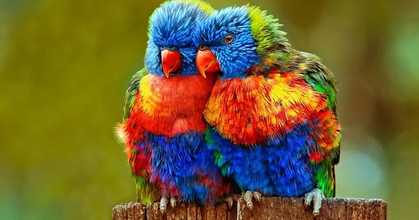 Tháng 11 Âm lịch, 4 con giáp tràn đầy cơ hội và hy vọng