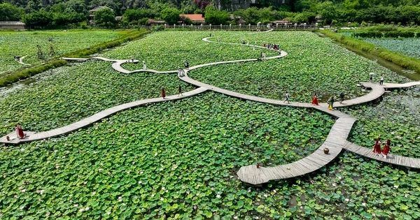 Cánh đồng sen "bung lụa" dưới chân núi Ngọa Long, Ninh Bình