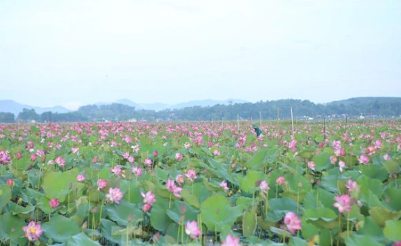 Đẹp ngỡ ngàng cảnh dân thu hoạch sen giữa cánh đồng lớn nhất Hà Tĩnh