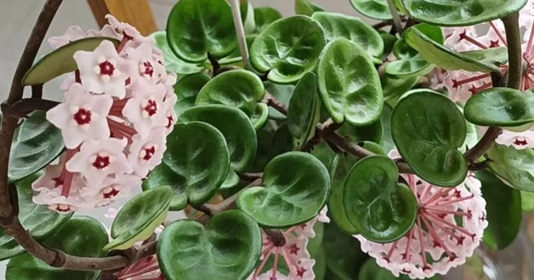 Cây cảnh sinh tài lộc, hương thơm ngọt ngào, nở hoa 3 mùa