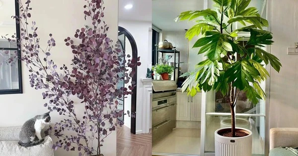 Cây cảnh độc lạ “mới nổi” thu hút tài lộc, no ấm cho gia đình