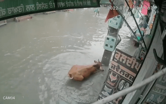 Chú bò bị nhiễm điện, người đàn ông nhanh trí giải cứu Chu bo bi nhiem dien, nguoi dan ong nhanh tri giai cuu