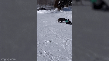 Video: Lon rung hung han tan cong nguoi truot tuyet