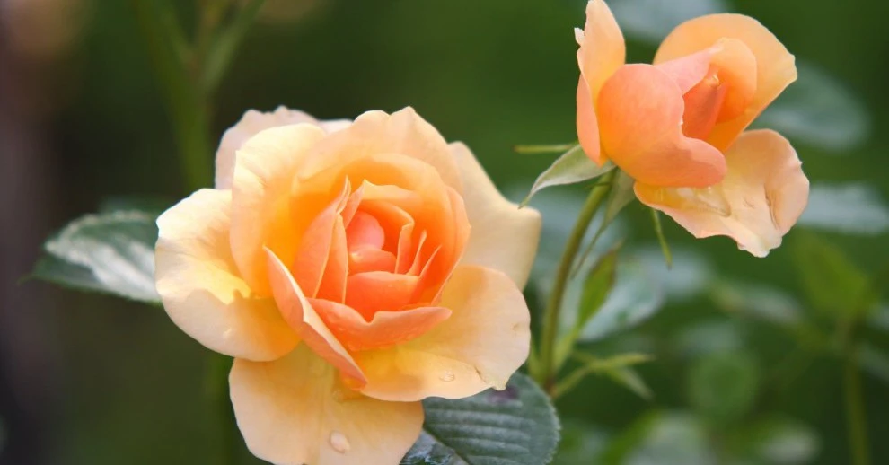 Nửa tháng tới, 3 con giáp được quý nhân che chở, đời lên hương