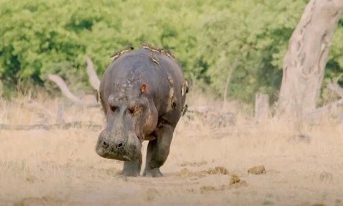 Video: Hà mã một mình đánh đuổi đàn sư tử