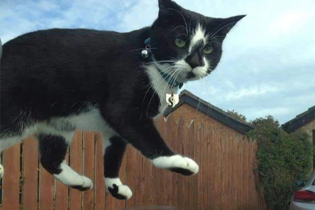 Những hành động kỳ quặc của “boss” mèo