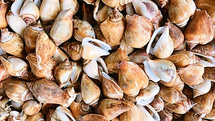 Loại hải sản ở Việt Nam có tên rất lạ, đi kiếm tiền triệu/ngày