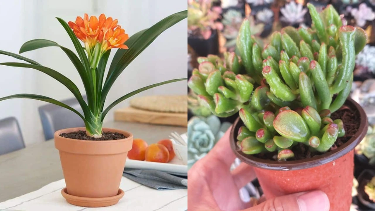 5 loại cây cảnh mang may mắn khi trang trí trong nhà