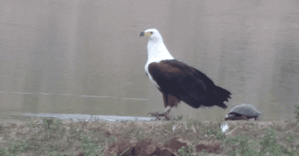 Loai rua hien lanh nhung lai la ac mong doi voi thu san moi-Hinh-2