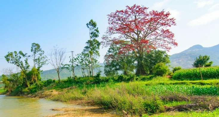 Cây gạo cổ thụ nở hoa giữa bãi bồi sông Vu Gia